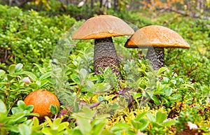 Birch Boletes in the Forest