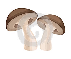 Birch Boletus Forest Mushroom or Toadstool with Stem and Cap Isolated on White Background Vector Illustration