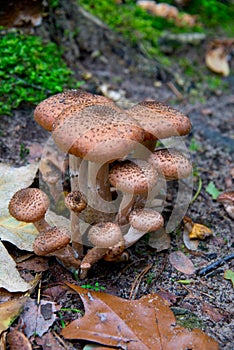 Birch boletus Leccinum aurantiacum in autumnal brandenburg forest