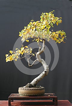 Birch bonsai in fall color