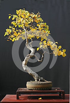 Birch bonsai in fall color