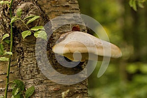 Birch Bracket Fungi