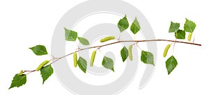 Birch branch