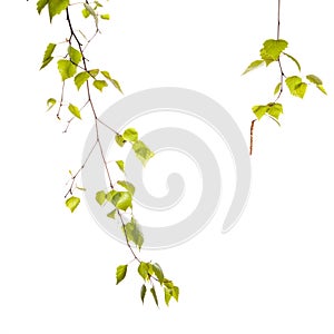 Birch branch