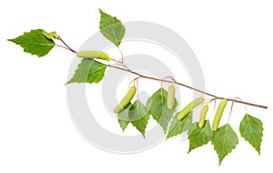 Birch branch with aments