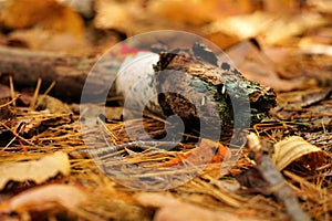 Birch branch with blue wood on pine needle ground