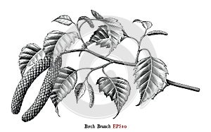 Birch Branch botanical hand drawing vintage style black and white clip art isolated on white background