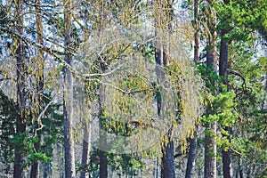 Birch branch with buds on a background of trees