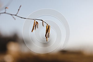 birch branch with buds earrings. spring awakening of nature. Spring allergy concept.