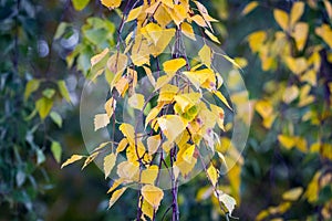 Birch branch with colorful autumn leaves, autumn background
