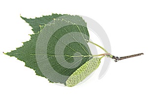Birch branch with green leaves and catkins isolated on white background