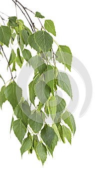 Birch branch with leaves and catkins isolated on white background