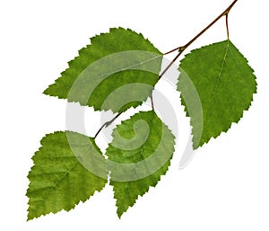 Birch branch with leaves isolated on white background