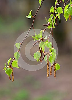 A birch branch with many green leaves in summer season after the rain