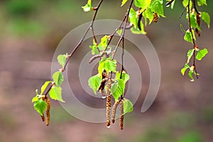 A birch branch with many green leaves in summer season after the rain