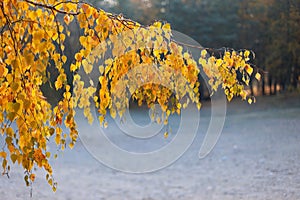 Birch branch with yellow leaves