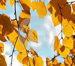 Birch branch with yellow leaves against the sky on clear autumn day.