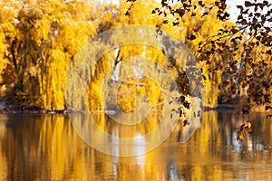 Birch branches against autumn yellow foliage with lake reflection. Autumn background. Selective focus