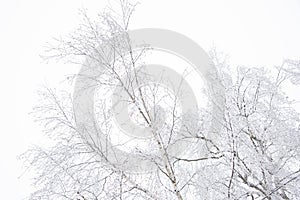 Birch branches against a cloudy cloudy sky.