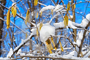 Birch branches with catkins