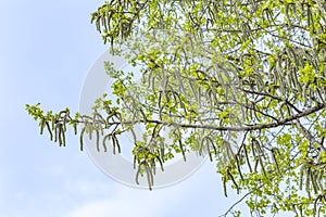 Birch branches with catkins in spring against