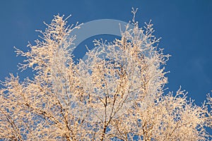 Birch branches are covered with frost against the blue sky. The winter sun illuminates the white tree and gives it a golden color