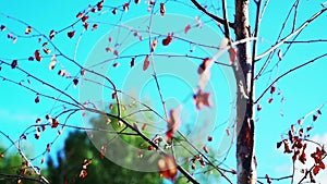 Birch branches with dried and half-fallen leaves against the blue sky