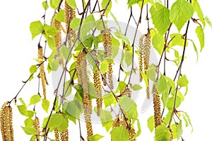 Birch branches with earrings.