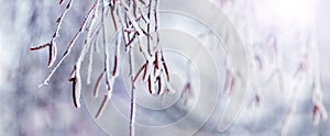 Birch branches with earrings covered with snow and frost in winter on a blurred background