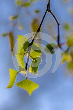 Birch branches, earrings and first leaves against blue sky on sunny May day. Spring mood