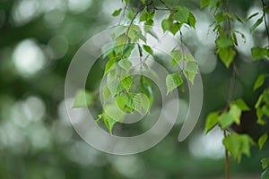 Birch branches with fraesh green leaves