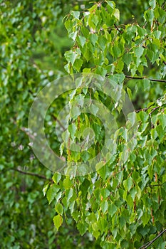 Birch branches with fresh green leaves and seeds. Birch tree branch, Betula pendula