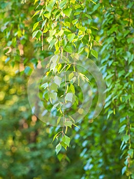 Birch branches with fresh green leaves and seeds. Birch tree branch, Betula pendula