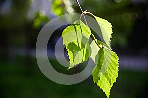 Birch branches with fresh green leaves and seeds. The branch of