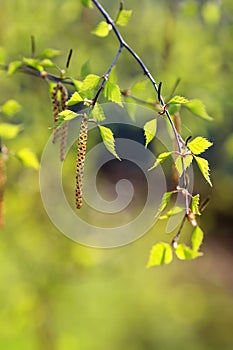 birch branches with fresh leaves in spring day