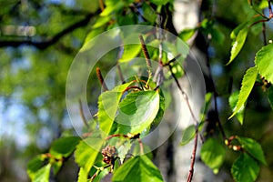 Birch branches with green leaves against the blue sky