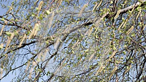 Birch branches with green leaves and catkins are swaying in the wind in early spring. Daytime, sunlight.