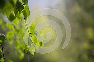 Birch branches hangs down in the rain with many young green leaves