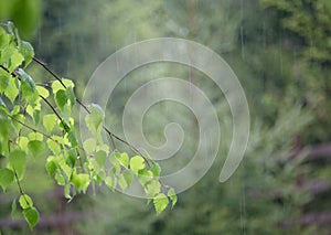 Birch branches hangs down in the rain with many young green leaves