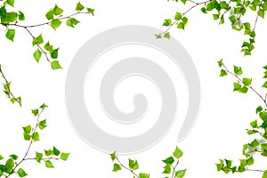 Birch branches isolated on white background, copy space, spring, frame of birch