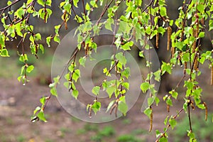 Birch branches with many green leaves in summer season after the rain