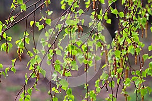 Birch branches with many green leaves in summer season after the rain