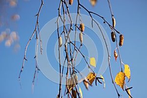 Birch branches with remnants of foliage and catkins on a clear autumn dayn