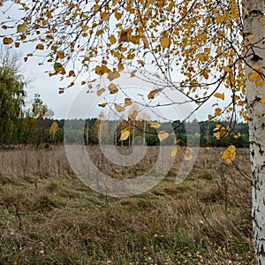 Birch branches and yellow foliage