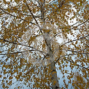 Birch branches and yellow foliage