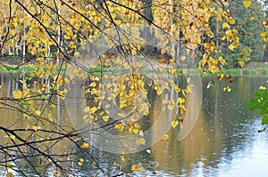 Birch branches with yellow leaves against the background of the river and autumn forest.