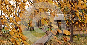 Birch branches with yellow leaves move on a wind, close up, forest lodge in backwoods on background, beautiful forest in