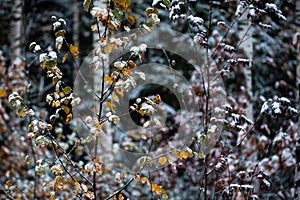 Birch branches with yellow leaves in the snow. First snow. Blurred background. Autumn day