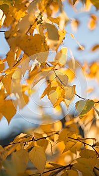 Birch branches with yellow and orange leaves in the background foliage. In the background is trees with autumn leaves of yellow or