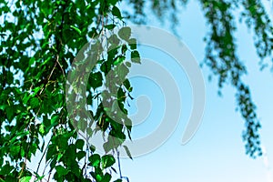 Birch branches with young juicy green leaves hang against the blue sky.